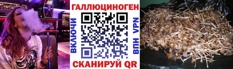 хочу наркоту Холм Псилоцибиновые грибы Magic Shrooms